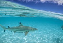 Peshkaqenët përdorin fushën magnetike të Tokës për t’u orientuar