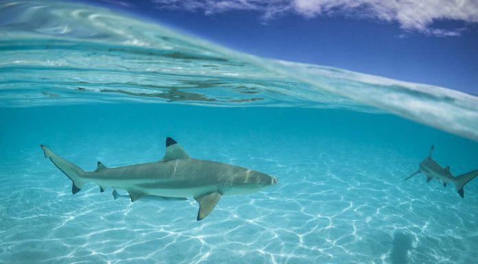 Peshkaqenët përdorin fushën magnetike të Tokës për t’u orientuar