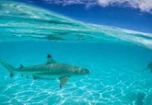 Peshkaqenët përdorin fushën magnetike të Tokës për t’u orientuar