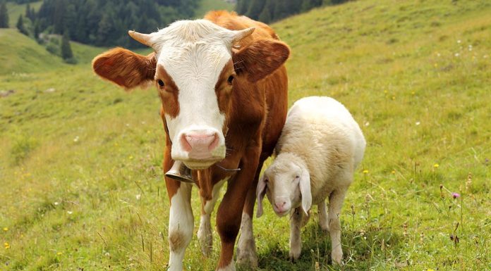 BIK VAZHDON ME TRADITËN E THERJES SË KURBANIT, KËTË VIT ÇMIMI 120 EURO