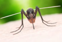 Pse pickojnë mushkonjat? Ja disa gjëra që duhet të dini në lidhje me këtë