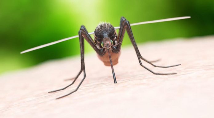 Pse pickojnë mushkonjat? Ja disa gjëra që duhet të dini në lidhje me këtë