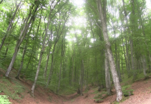 Plan operativ në parandalimin e prerjeve ilegale të pyjeve