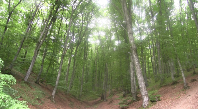 Plan operativ në parandalimin e prerjeve ilegale të pyjeve