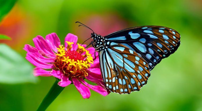 Ngjyrat më të shndritshme të krijuara ndonjëherë, frymëzuar nga natyra