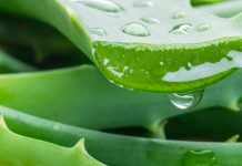Aloe Vera – Pesë dobitë shëndetësore