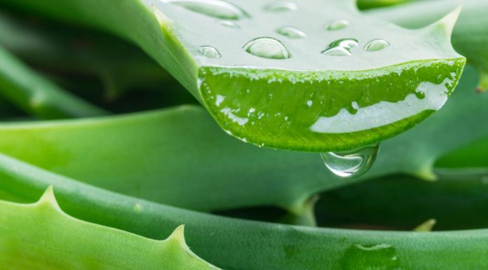 Aloe Vera – Pesë dobitë shëndetësore