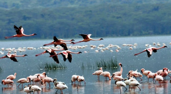 Kriporja e Ulqinit kthehet në pronësi shtetërore, Abazoviç: Historike