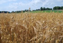 FUSHATA E KORRJE-SHIRJES SË GRURIT ËSHTË DREJT PËRFUNDIMIT