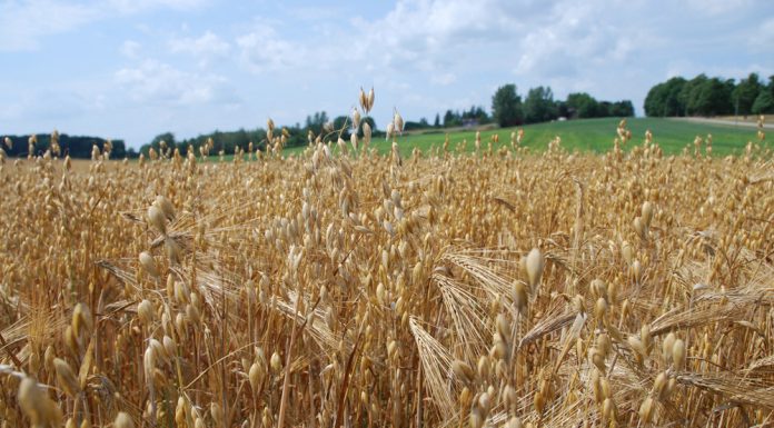 FUSHATA E KORRJE-SHIRJES SË GRURIT ËSHTË DREJT PËRFUNDIMIT