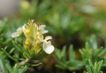 Kjo bimë është një ilaç i fuqishëm, do të rikuperojë trupin tuaj