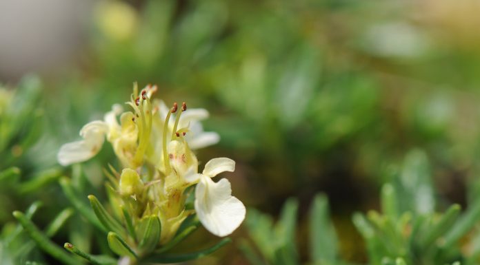 Kjo bimë është një ilaç i fuqishëm, do të rikuperojë trupin tuaj