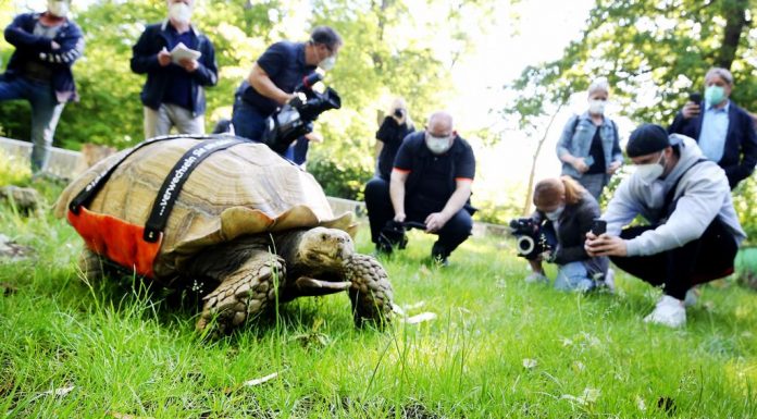 “YOUTUBE” DHE “TIKTOK” ASHPËRSOJNË RREGULLAT