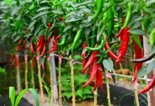 Ilaçi më i mirë për zemrën dhe diabetin gjendet tek speci djegës