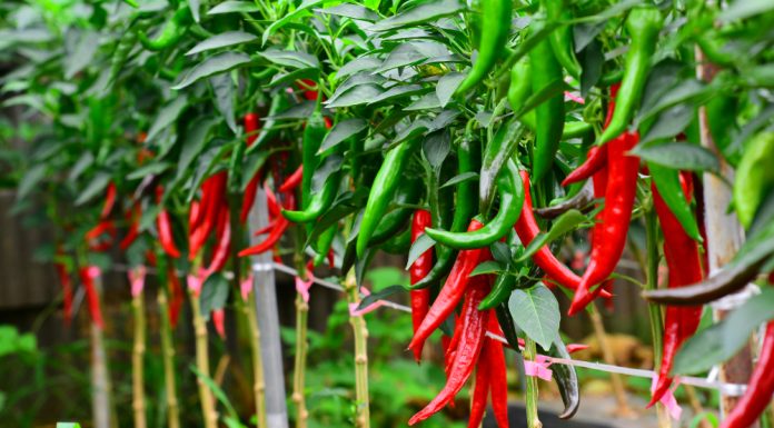 Ilaçi më i mirë për zemrën dhe diabetin gjendet tek speci djegës