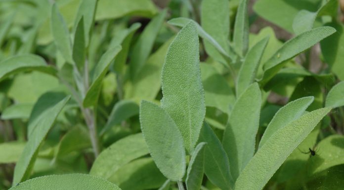 Bima më shëruese në planet