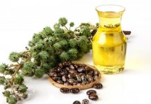 Vaji i ricinit – për trashjen e flokëve, vetullave dhe qerpikëve