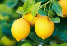 Mësoni dy metoda natyrale për tensionin e lartë