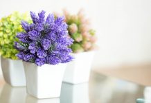 5 bimë që mbushin shtëpinë me aromë të këndshme