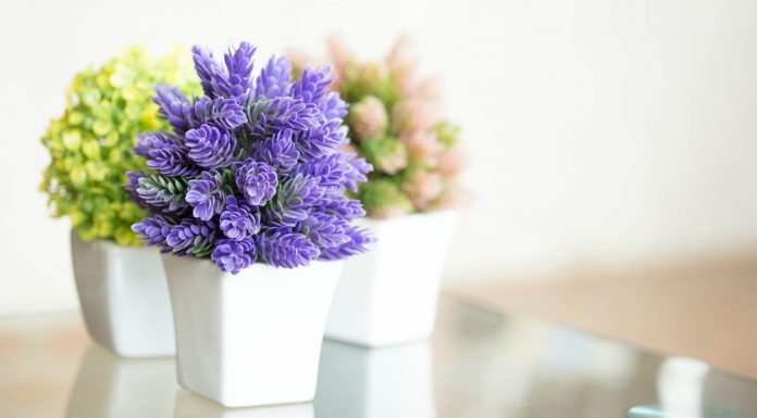 5 bimë që mbushin shtëpinë me aromë të këndshme