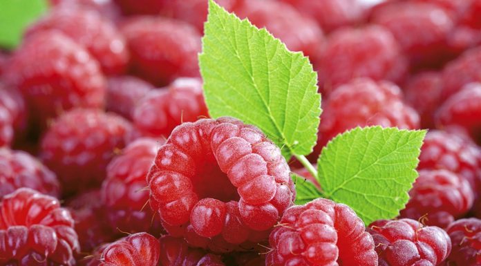 Përfitimet e shumta shëndetësore nga ngrënia e mjedrave