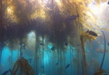 Rikthehet ‘luftëtari’ i ngrohjes globale/ Leshterikët shfaqen pas shumë vitesh në SHBA