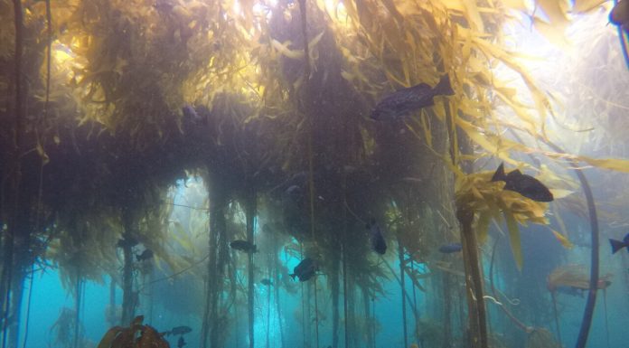 Rikthehet ‘luftëtari’ i ngrohjes globale/ Leshterikët shfaqen pas shumë vitesh në SHBA