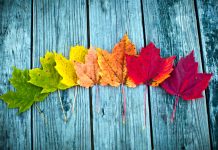 Pse ndodh fenomeni magjepsës i rënies së gjetheve në vjeshtë