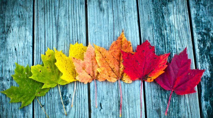 Pse ndodh fenomeni magjepsës i rënies së gjetheve në vjeshtë