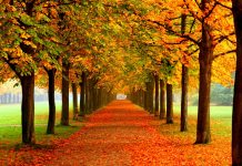 Gjithçka që duhet të dini rreth stinës së vjeshtës