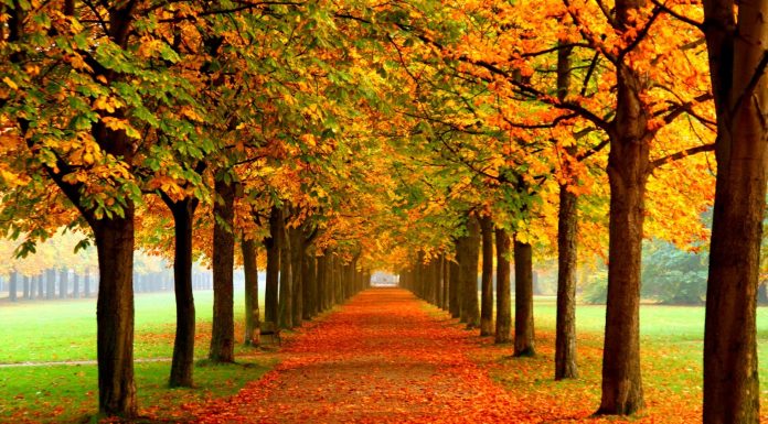 Gjithçka që duhet të dini rreth stinës së vjeshtës