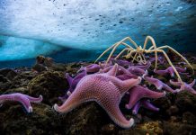 Si kanë mundur merimangat e detit t’i mbijetojnë kohës?