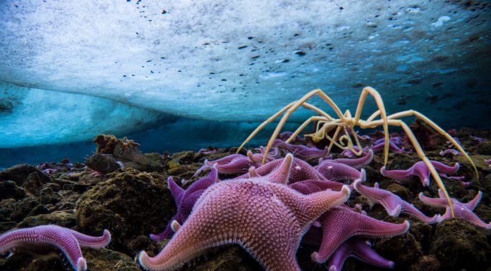 Si kanë mundur merimangat e detit t’i mbijetojnë kohës?