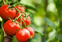 Domatja forcon kockat, mbron zemrën, zbut lodhjen dhe stresin