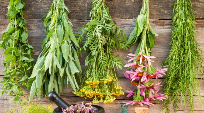 Eksportet e bimëve mjekësore në 45 vende të botës