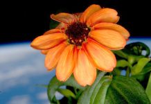 Lulja e parë që lulëzoi në hapësirë