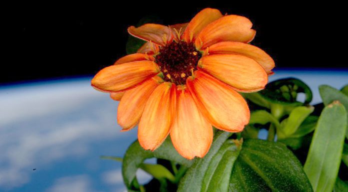 Lulja e parë që lulëzoi në hapësirë