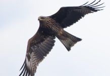 Zbulohet një lloj i ri i shqiponjës në Kosovë