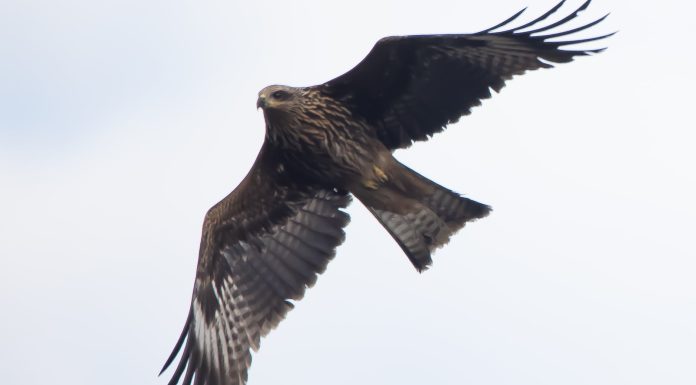 Zbulohet një lloj i ri i shqiponjës në Kosovë