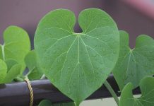 Bima që sjell përfitime të shumta shëndetësore