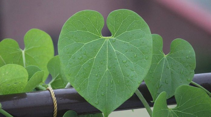 Bima që sjell përfitime të shumta shëndetësore