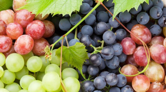 Fruti i cili mbron shikimin dhe vepron kundër plakjes