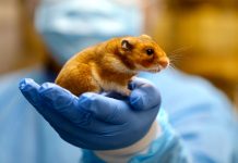 Nga 14 tetori fillon vaksinimi përmes ajrit i kafshëve të egra kundër tërbimit