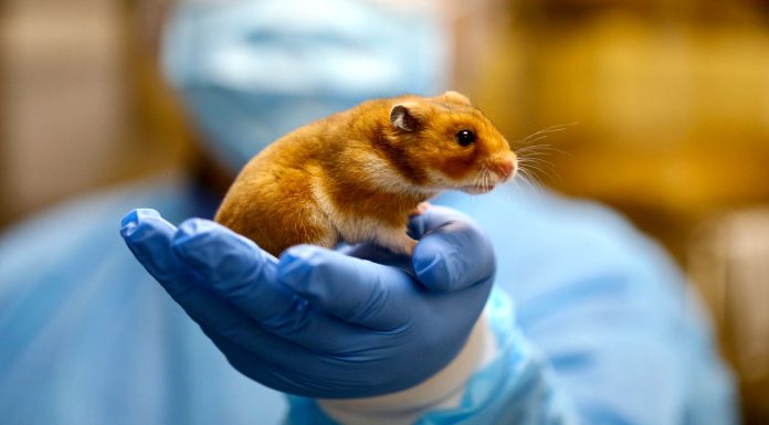 Nga 14 tetori fillon vaksinimi përmes ajrit i kafshëve të egra kundër tërbimit