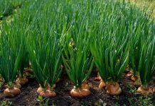 Cilat perime mund të mbillen në tetor?