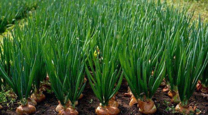 Cilat perime mund të mbillen në tetor?