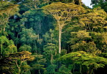 Zbulohen më shumë se 7 miliard pemë të reja duke përdorur teknologjinë satelitore