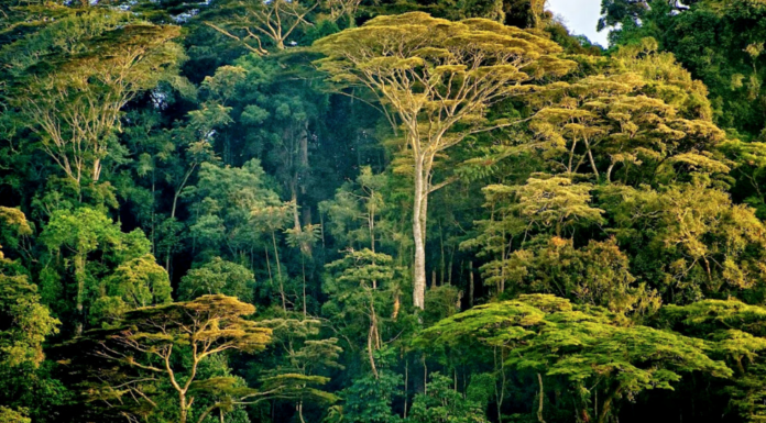 Zbulohen më shumë se 7 miliard pemë të reja duke përdorur teknologjinë satelitore