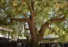 Rrapi i Libohovës, pema që nuk thahet kurrë?!