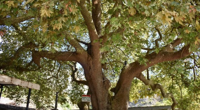 Rrapi i Libohovës, pema që nuk thahet kurrë?!